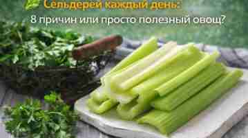 🥬 Сельдерей каждый день: 8 причин или просто полезный овощ? Сельдерей — действительно хороший…