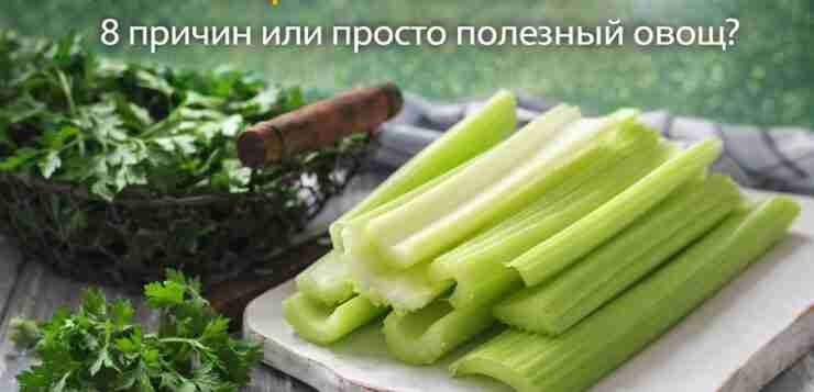 🥬 Сельдерей каждый день: 8 причин или просто полезный овощ? Сельдерей — действительно хороший…