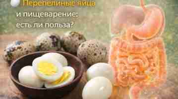 🥚 Перепелиные яйца и пищеварение: есть ли польза? Перепелиные яйца — питательный продукт, но…