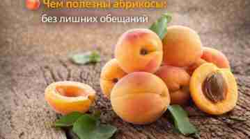 Чем полезны абрикосы: без лишних обещаний Абрикосы — вкусные и полезные фрукты, но их…
