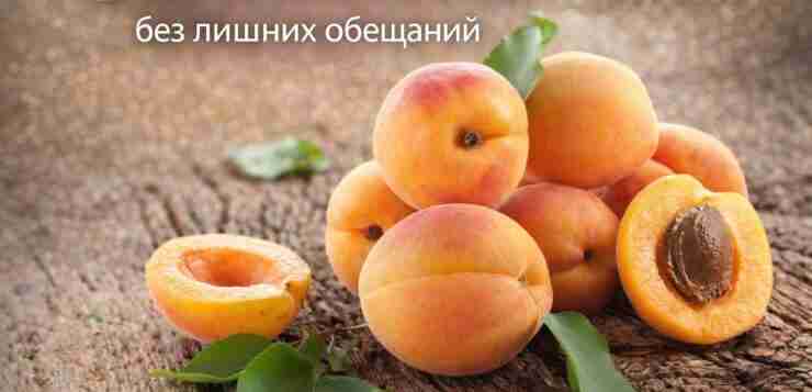 Чем полезны абрикосы: без лишних обещаний Абрикосы — вкусные и полезные фрукты, но их…