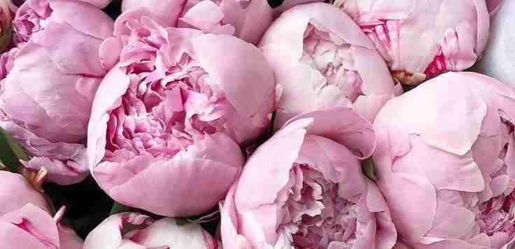 С праздником вас, девочки 🌸🥰🌸🙈