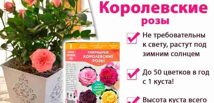 Что это? Выращивая розы на приусадебном участке, воспользовавшись семенами или черенками, купленными…