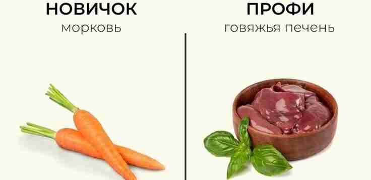 Устоявшиеся представления о продуктах-чемпионах по витаминам часто оказываются мифом! Классический пример — все уверены,…