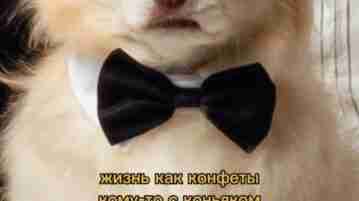 Очень крутой пёс, мне он нравится