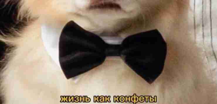 Очень крутой пёс, мне он нравится